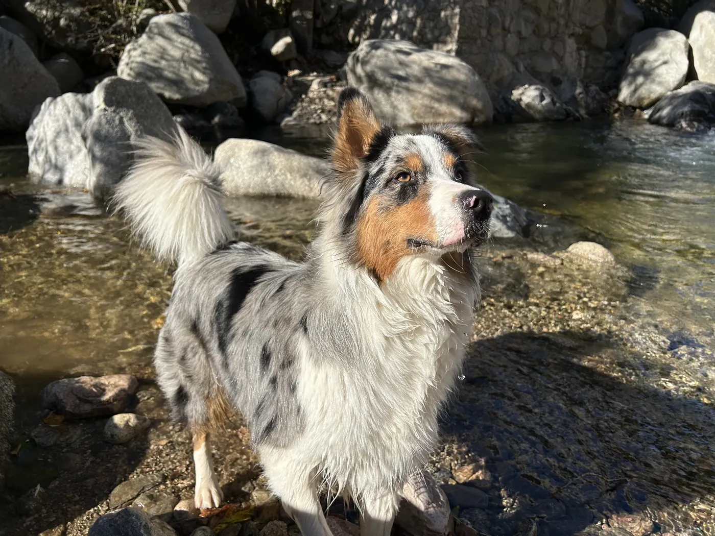 Chien à la rivière — Wake Up Village