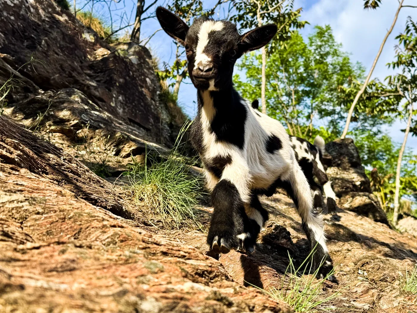 Les chevreaux nés sur le domaine